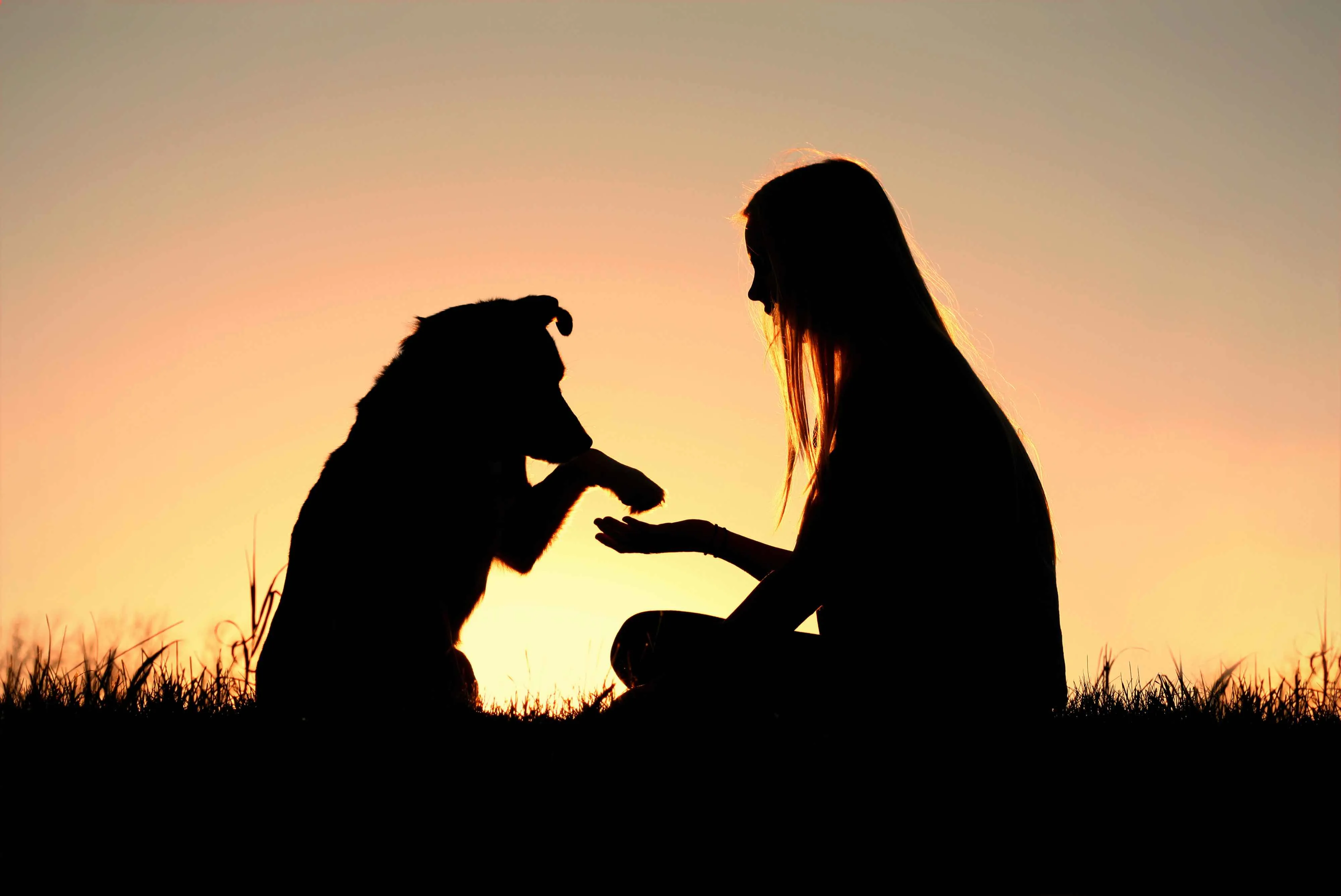 Dog training session
