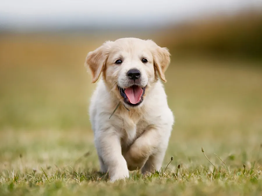 Puppy Pack