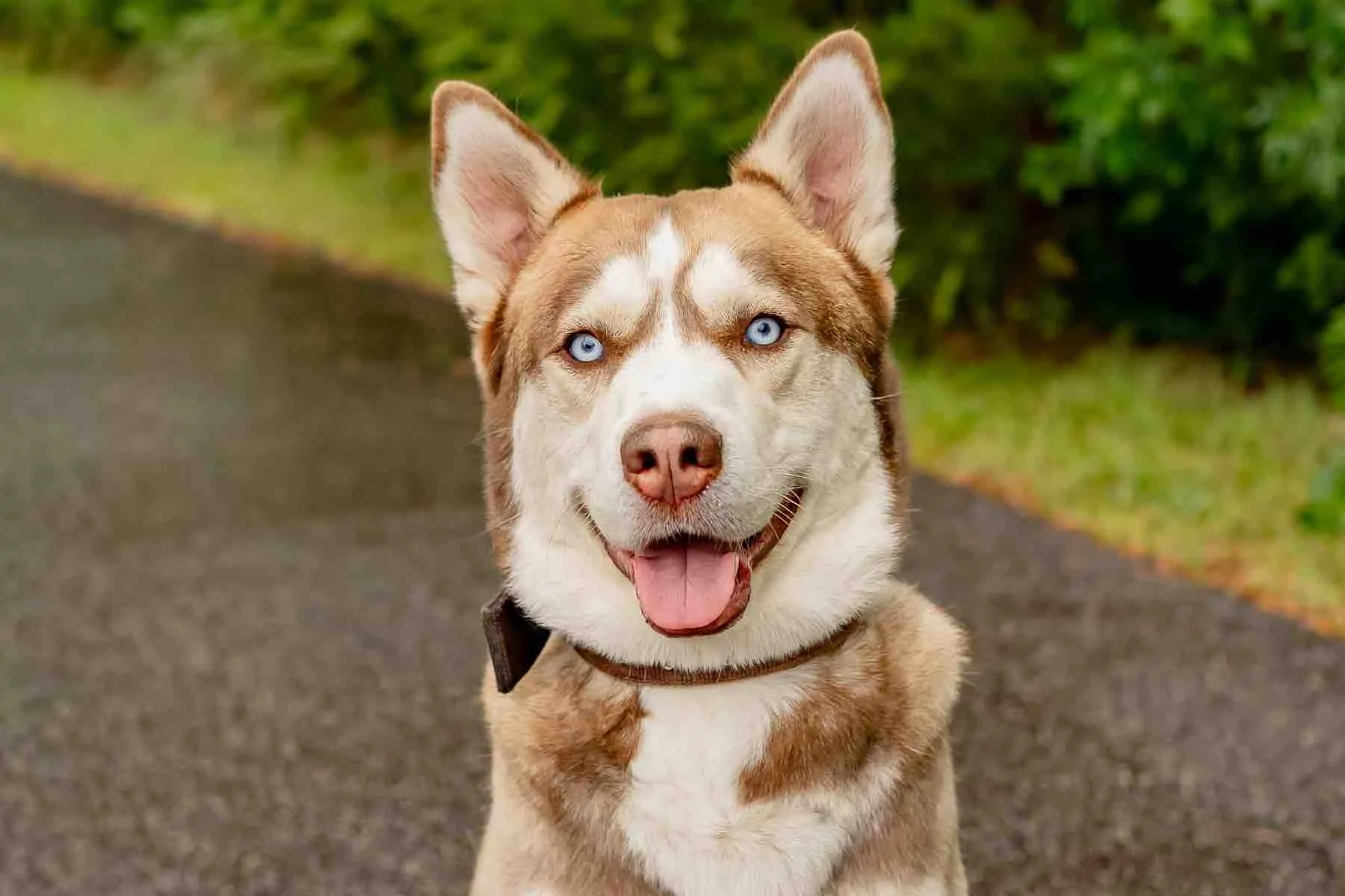 Dog training session